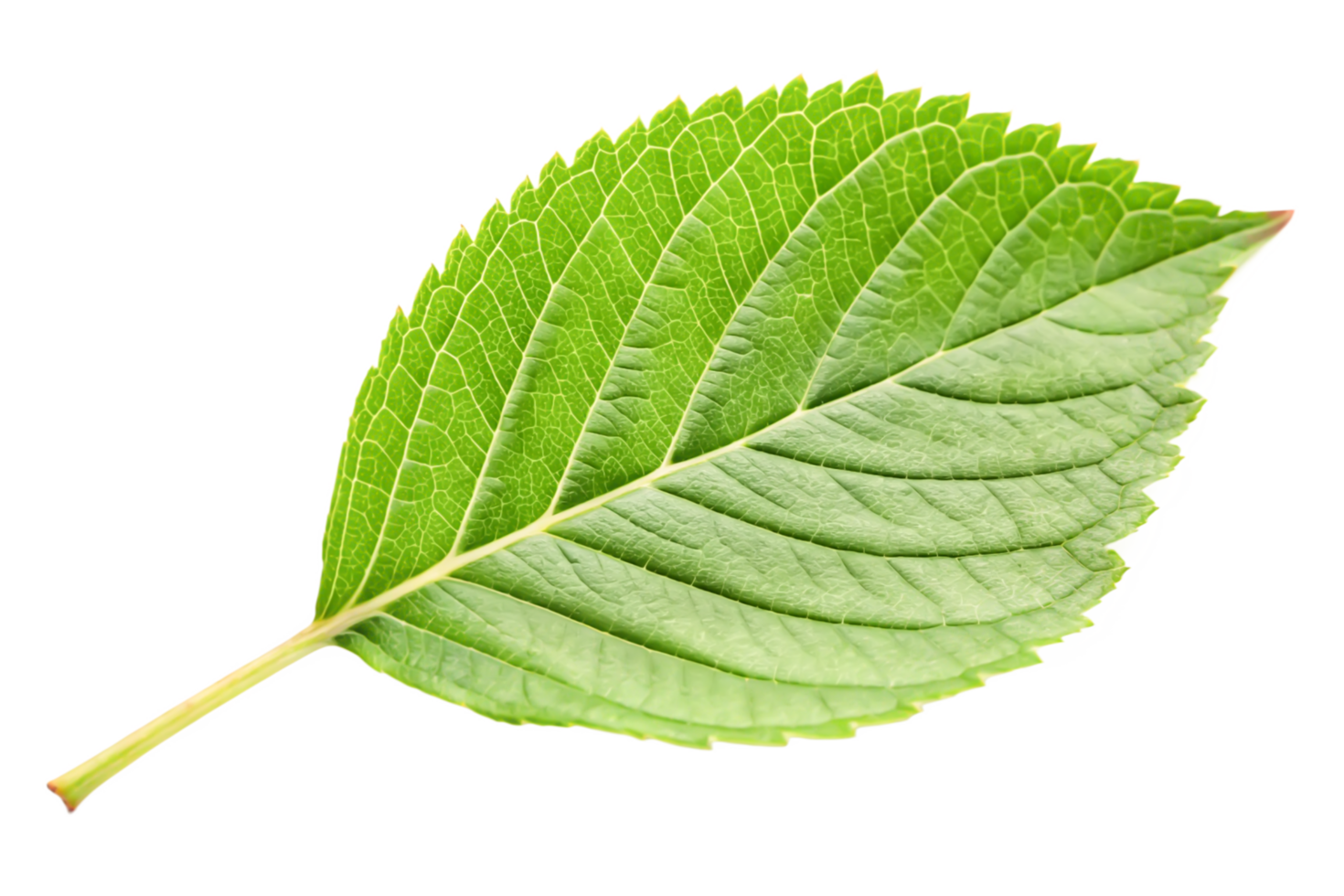 Single Vibrant Green Leaf with Detailed Veins Isolated on Black Background png