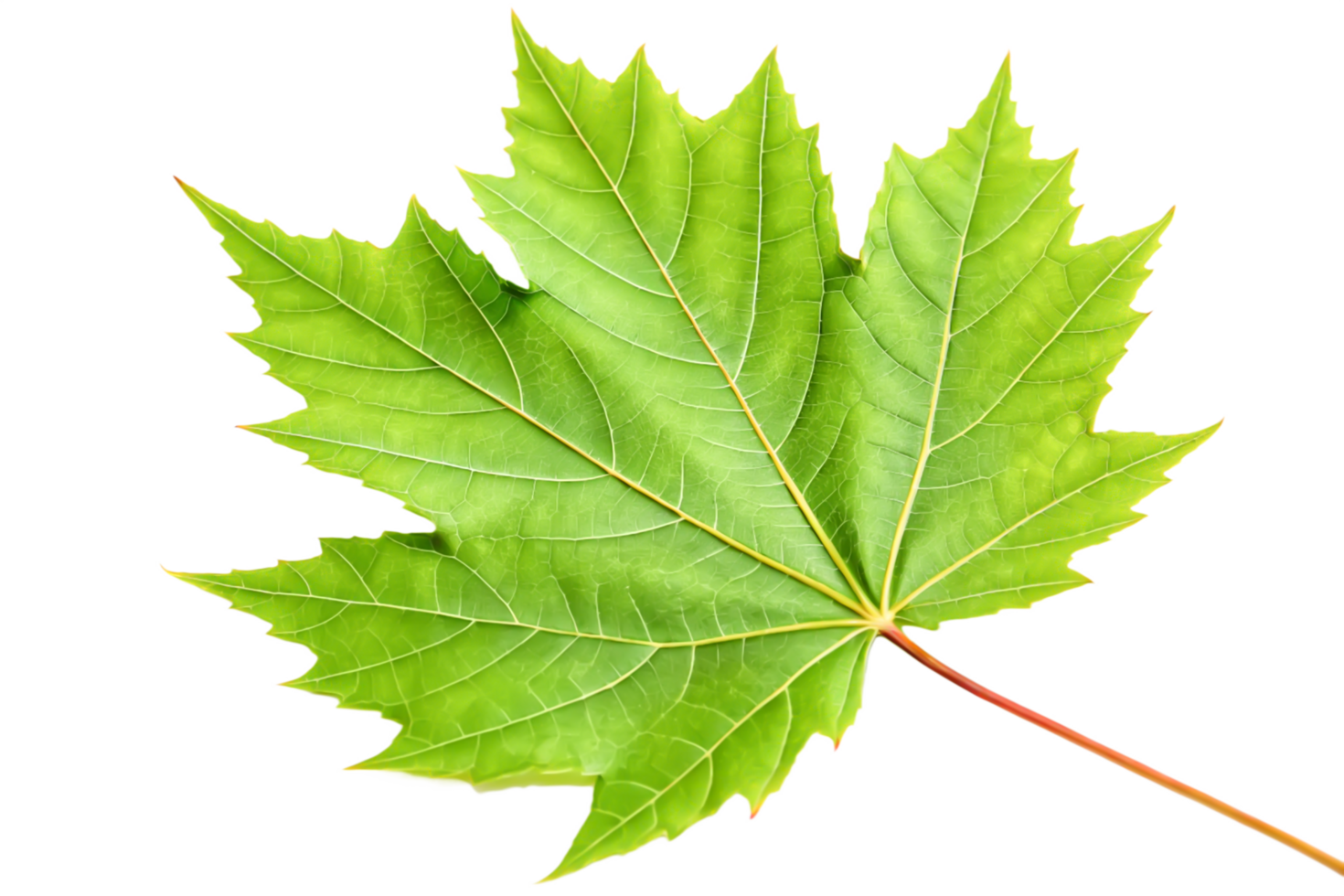 Vibrant Green Maple Leaf Isolated on Black Background png