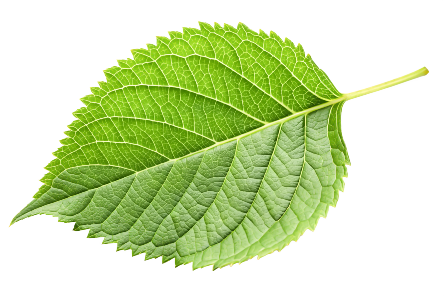 Vibrant Green Hydrangea Leaf Close-up Macro Photography of Nature png