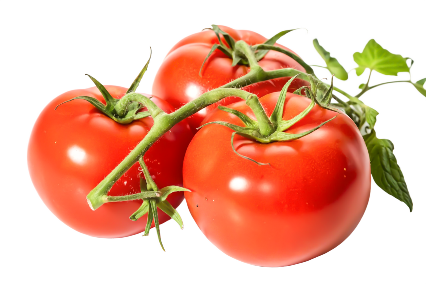 Fresh Red Tomatoes on the Vine Juicy, Ripe, and Ready for Harvest png