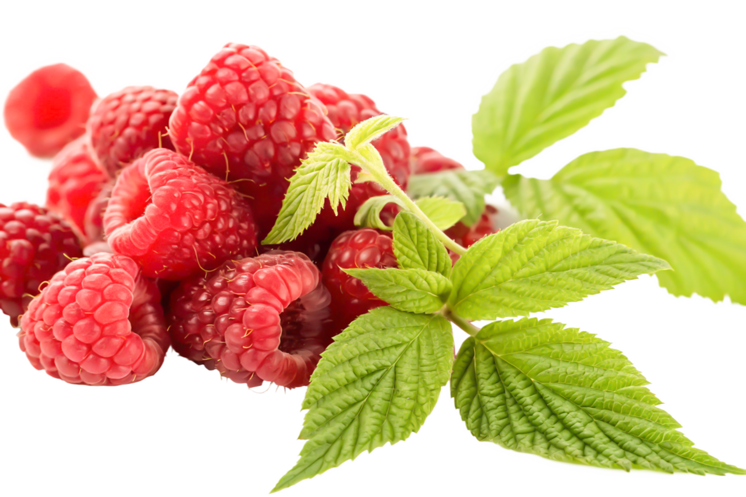 Fresh Raspberries with Green Leaves Close-Up Juicy Summer Berries png