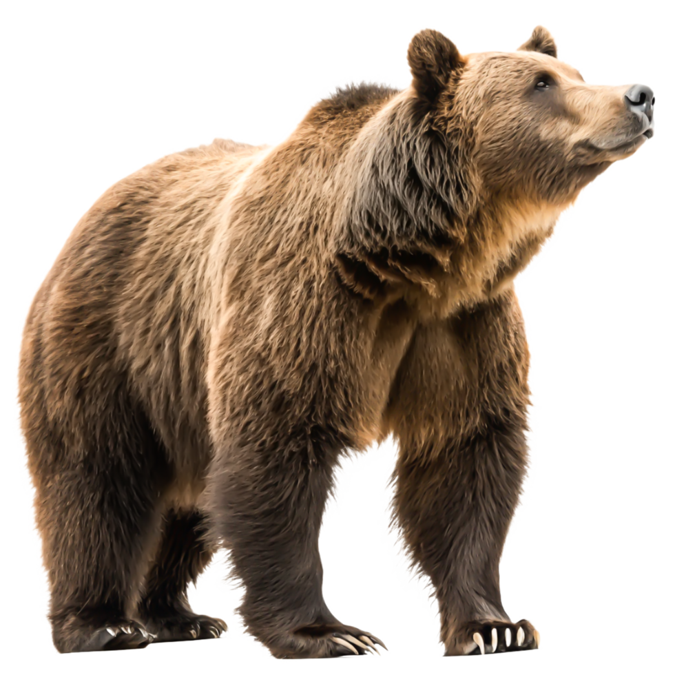 Majestic Brown Bear Standing Isolated on White Background Wildlife Animal Photography png