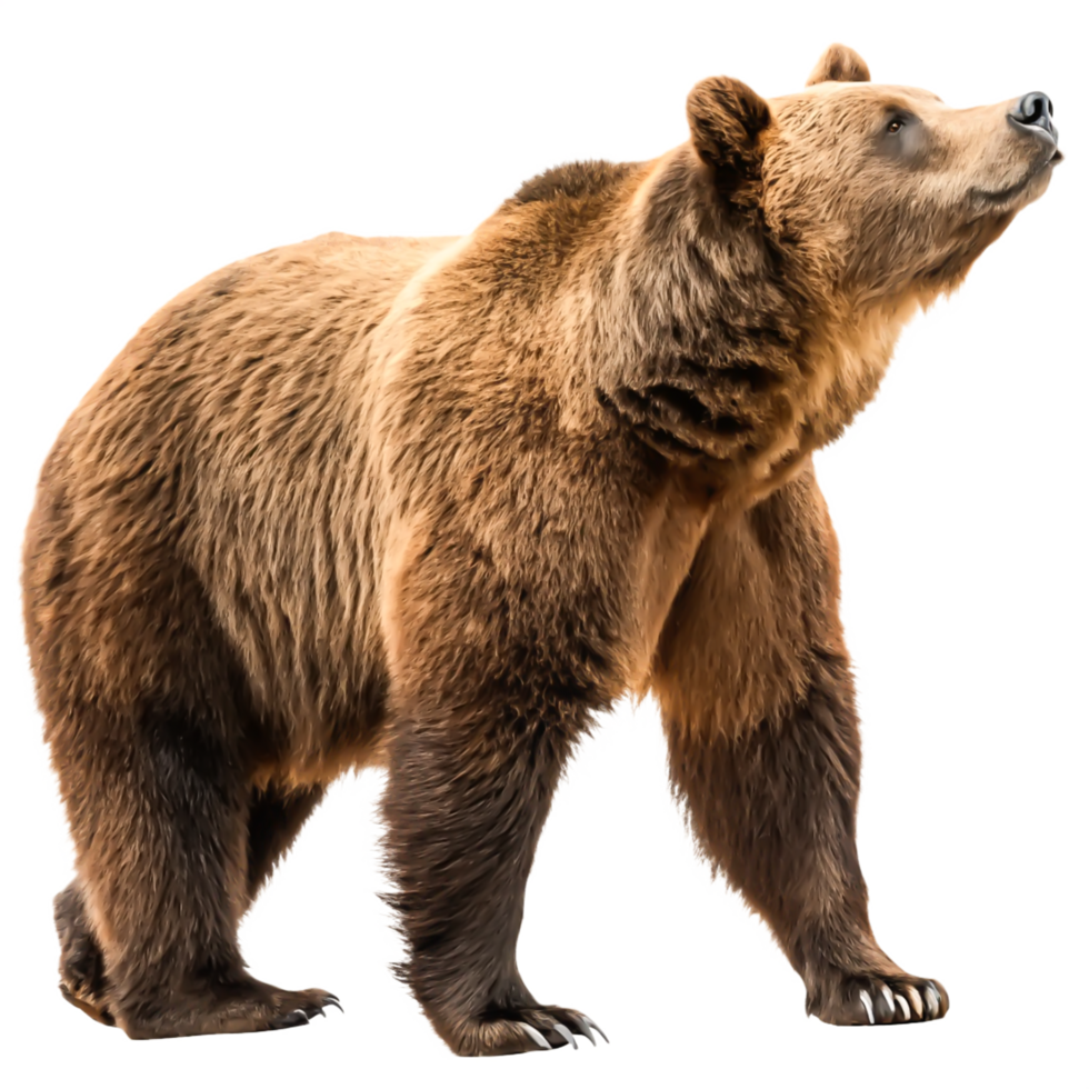 Majestic Brown Bear Standing, Isolated on White Background, Wildlife Photography png
