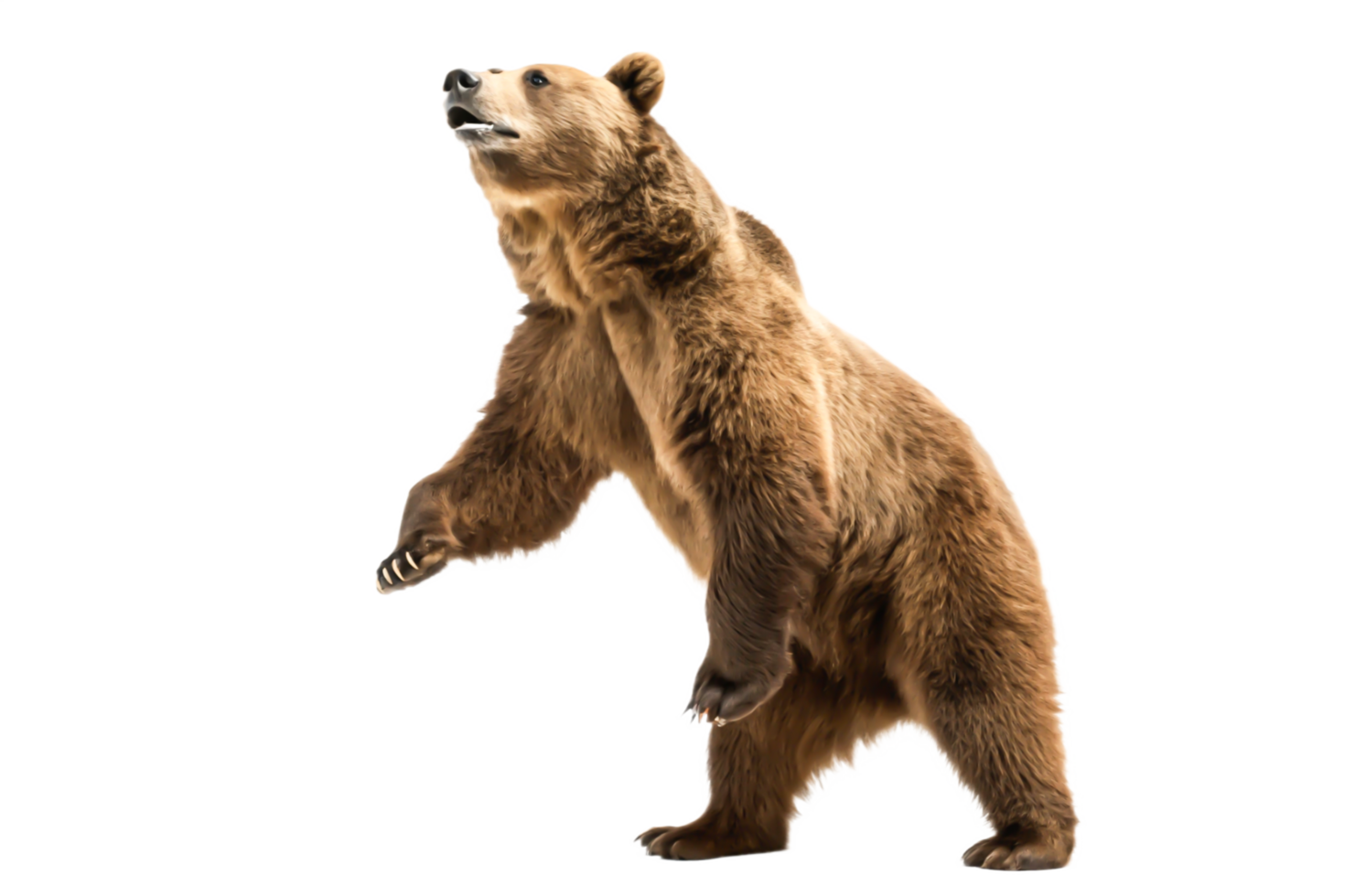 Majestic Grizzly Bear Standing Tall Wildlife Illustration for Print, Web, and Design png