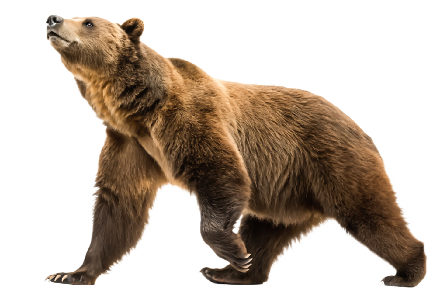 Majestic Brown Bear Walking, Isolated on Black Background, Wildlife Photography png