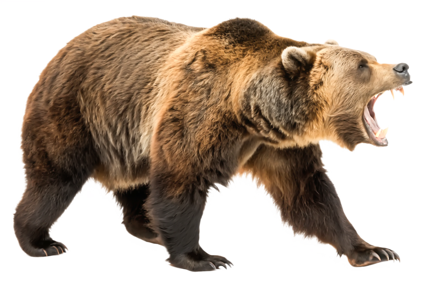 Roaring Grizzly Bear Powerful Wildlife Photography for Print, Web, and Design png