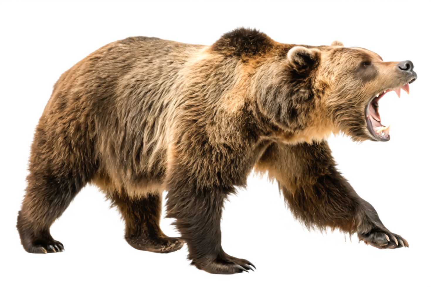 Roaring Grizzly Bear Powerful Wildlife Animal Image, Isolated on White png