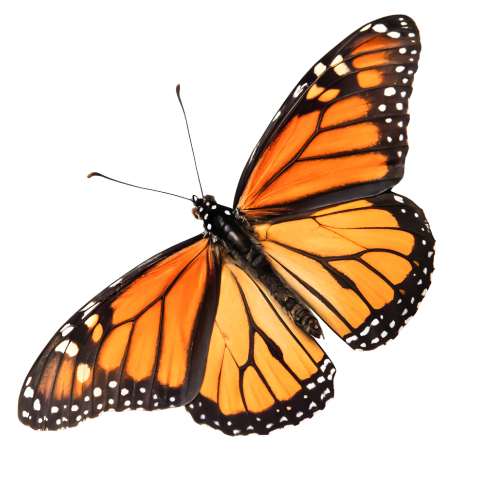 Stunning Monarch Butterfly Wings, Detailed Close-up, Isolated on White Background png