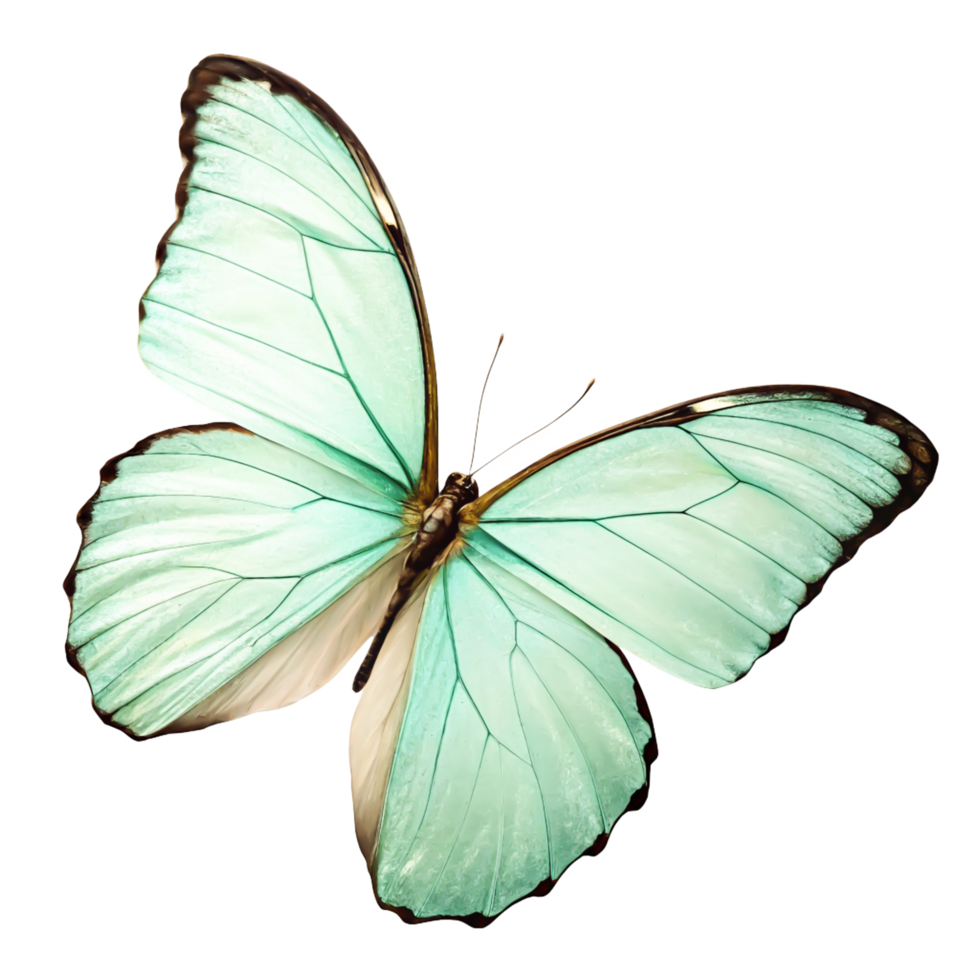 Stunning Mint Green Butterfly Wings Isolated on White Background png