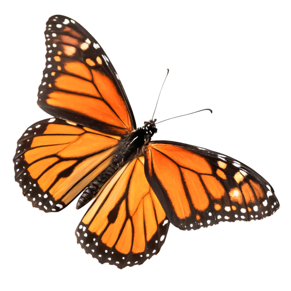 Stunning Monarch Butterfly Wings, Detailed Closeup, Isolated on White Background png