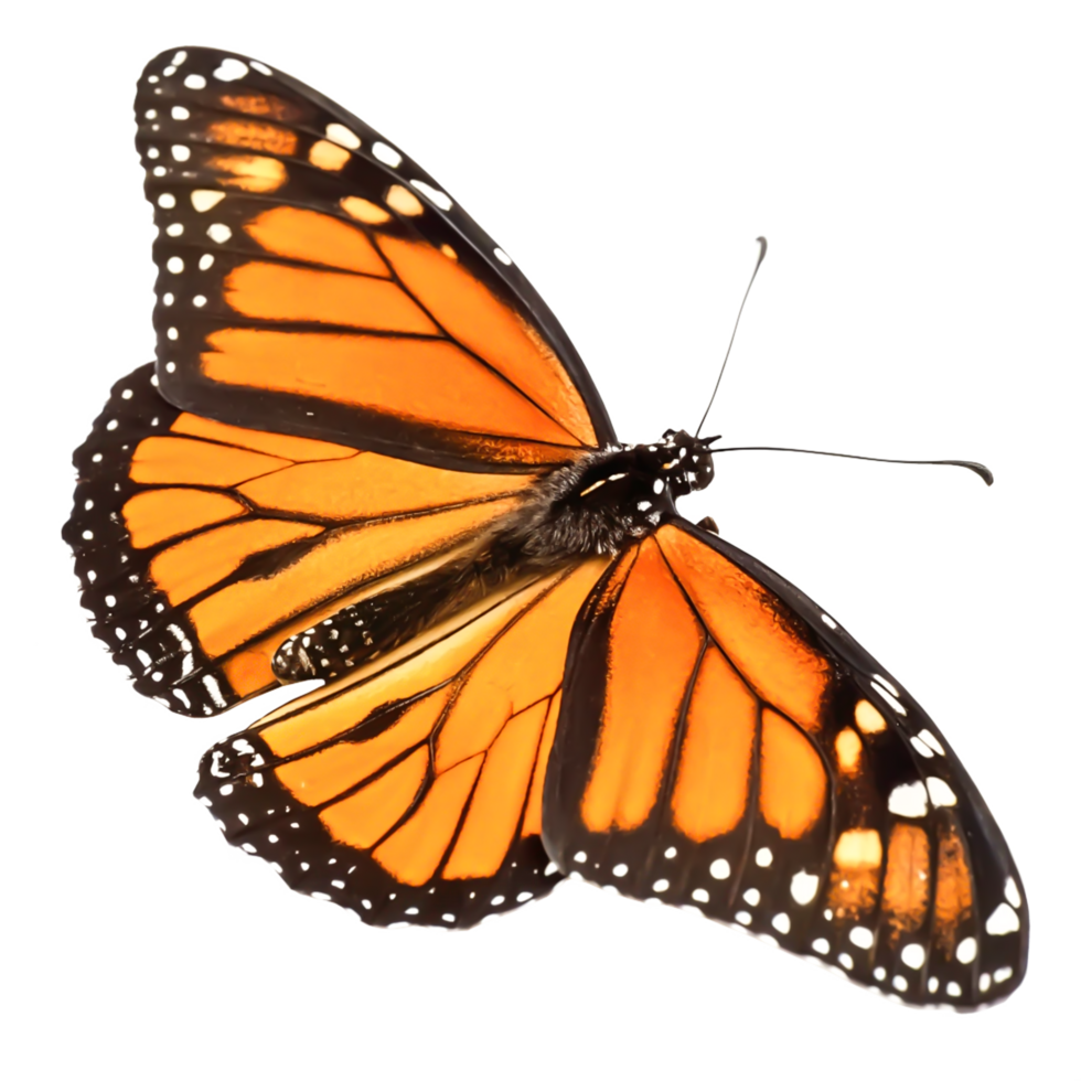 Stunning Monarch Butterfly Wings Detailed Close-up of Orange and Black Insect png