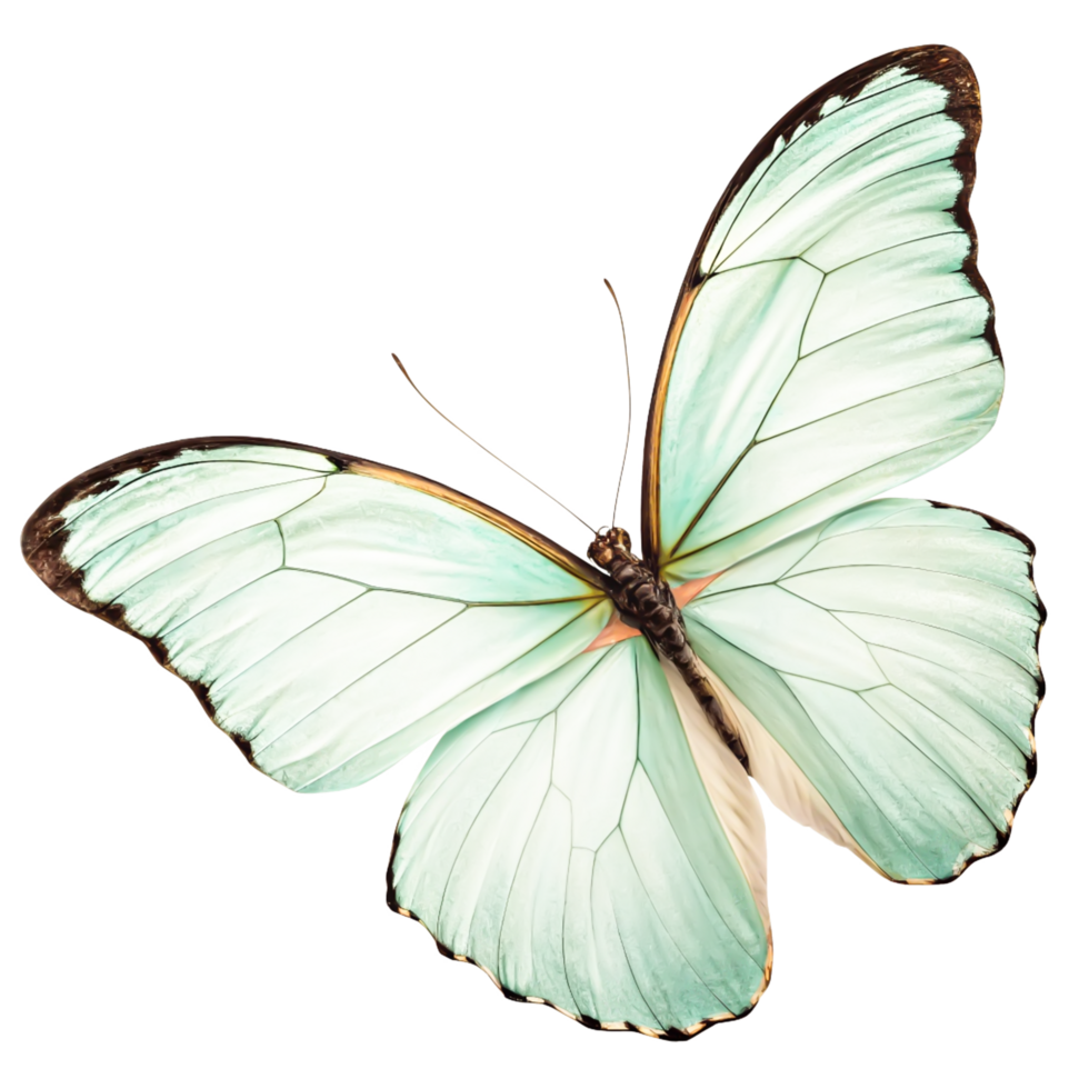Elegant Mint Green Butterfly Wings, Isolated on White Background, High-Resolution Image png