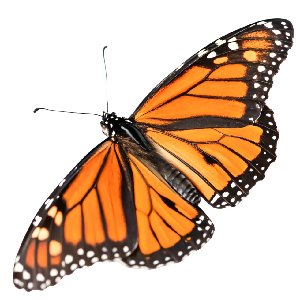 Stunning Monarch Butterfly Wings, Detailed png
