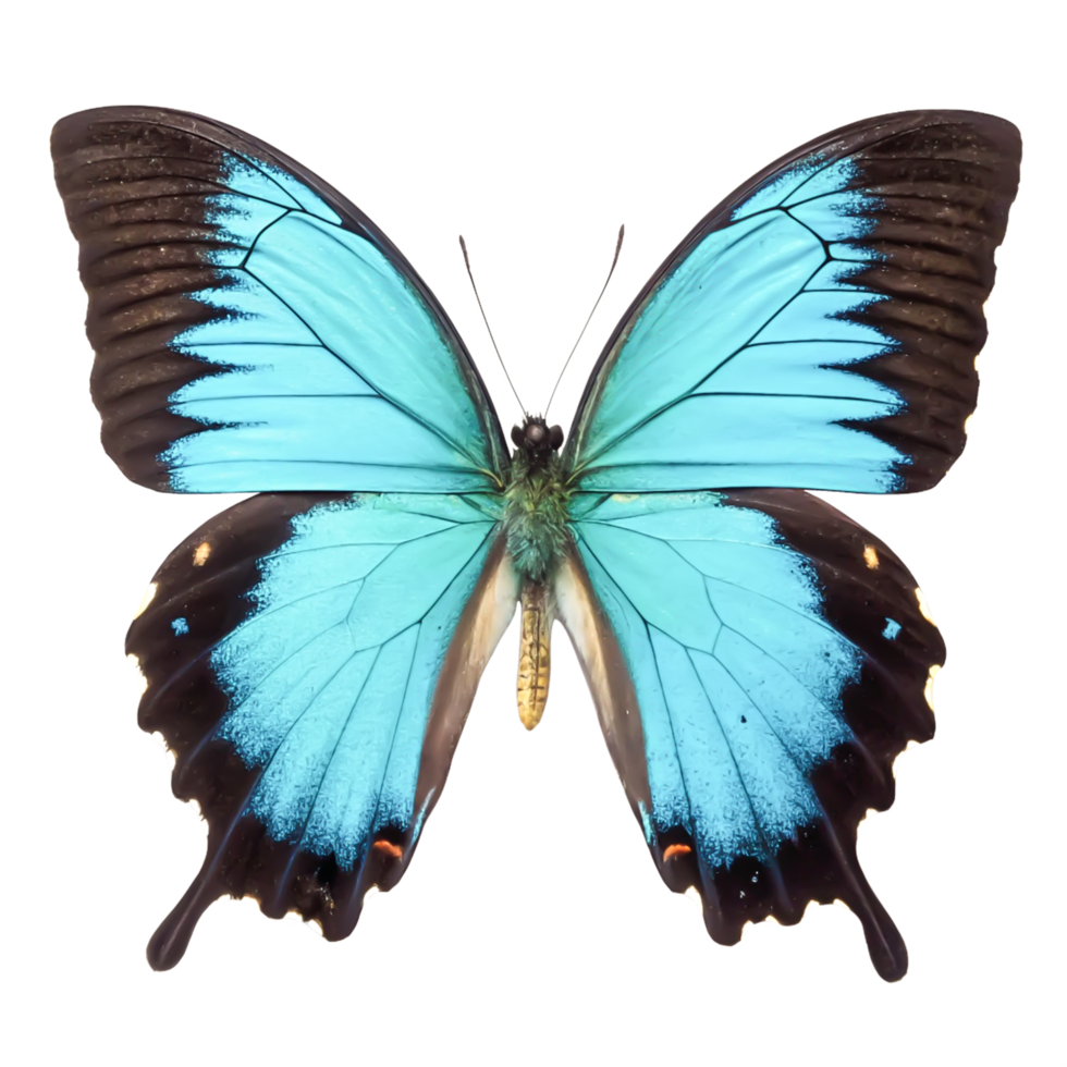 Stunning Blue Butterfly Wings, Detailed Macro Photography, Isolated on White Background png
