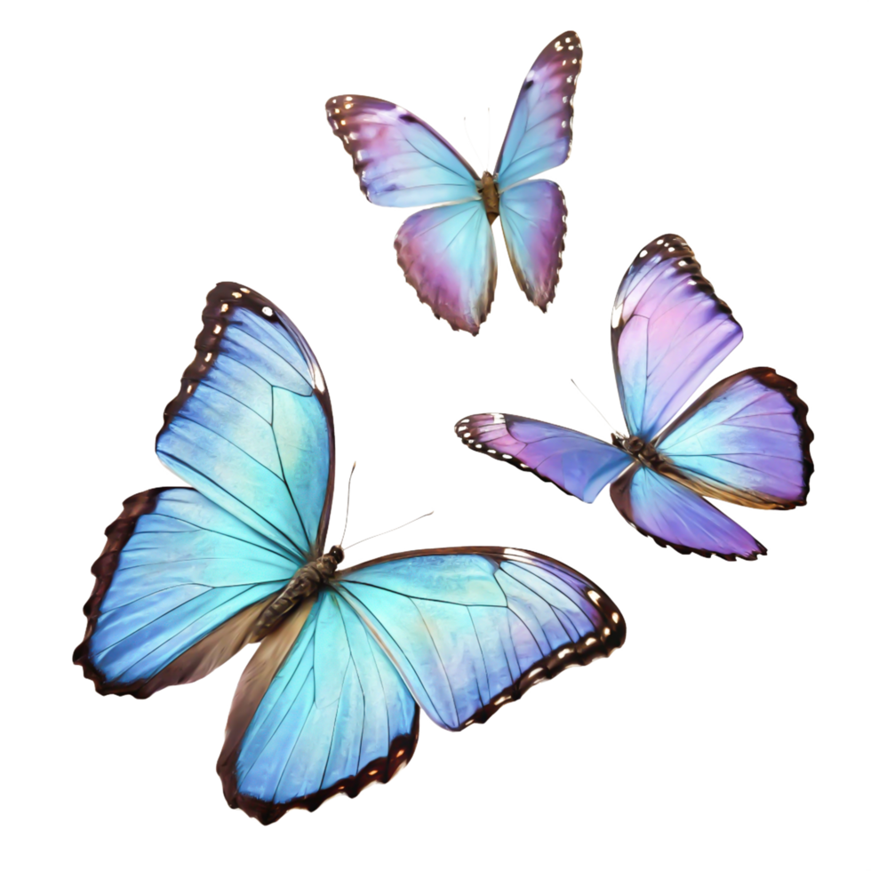 Stunning Blue Morpho Butterflies in Flight, Isolated on White Background png