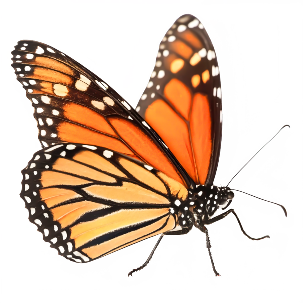 Stunning Monarch Butterfly in Flight, Detailed Close-up, Isolated on White Background png