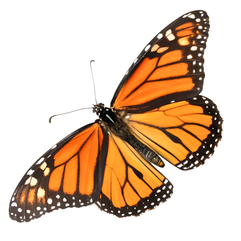 Stunning Monarch Butterfly Wings Isolated on White Background for Design png