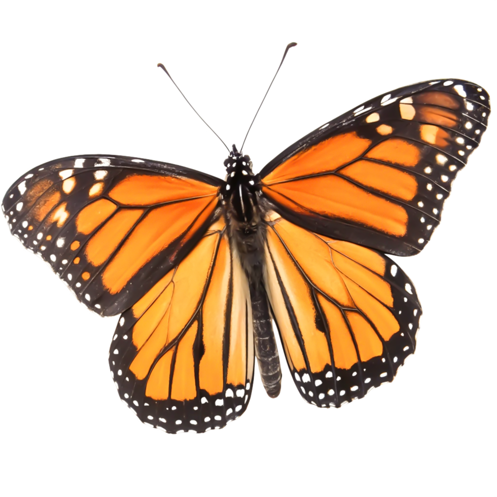 Stunning Monarch Butterfly Wings Detailed Close-Up Isolated on White Background png