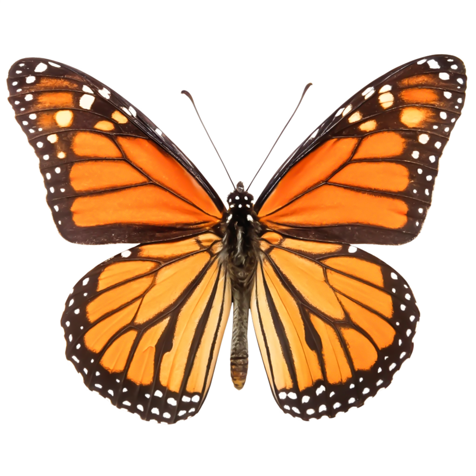 Stunning Monarch Butterfly Wings Detailed Close-up of Orange Black Insect png