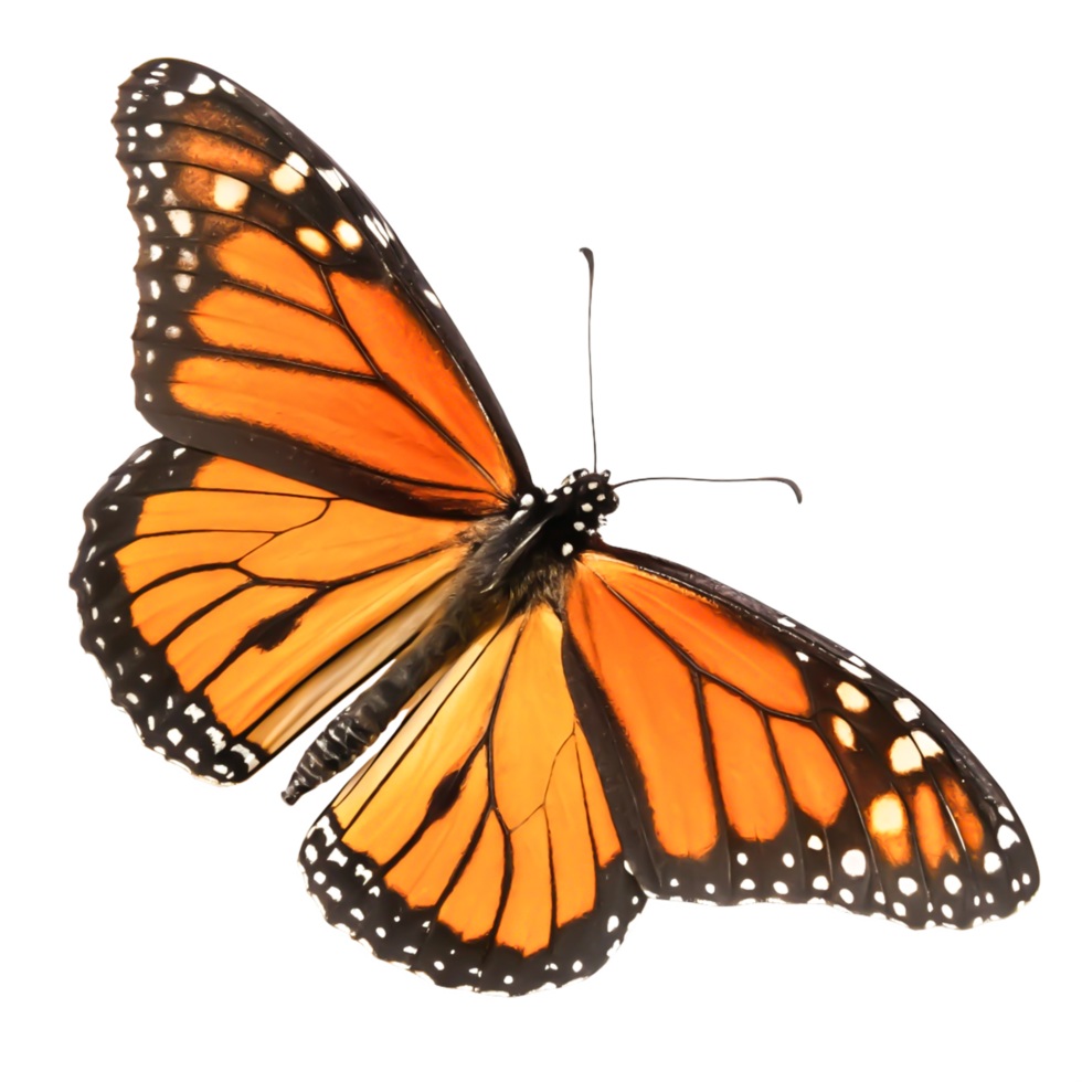 Stunning Monarch Butterfly Wings Isolated on White Background Nature Photography png