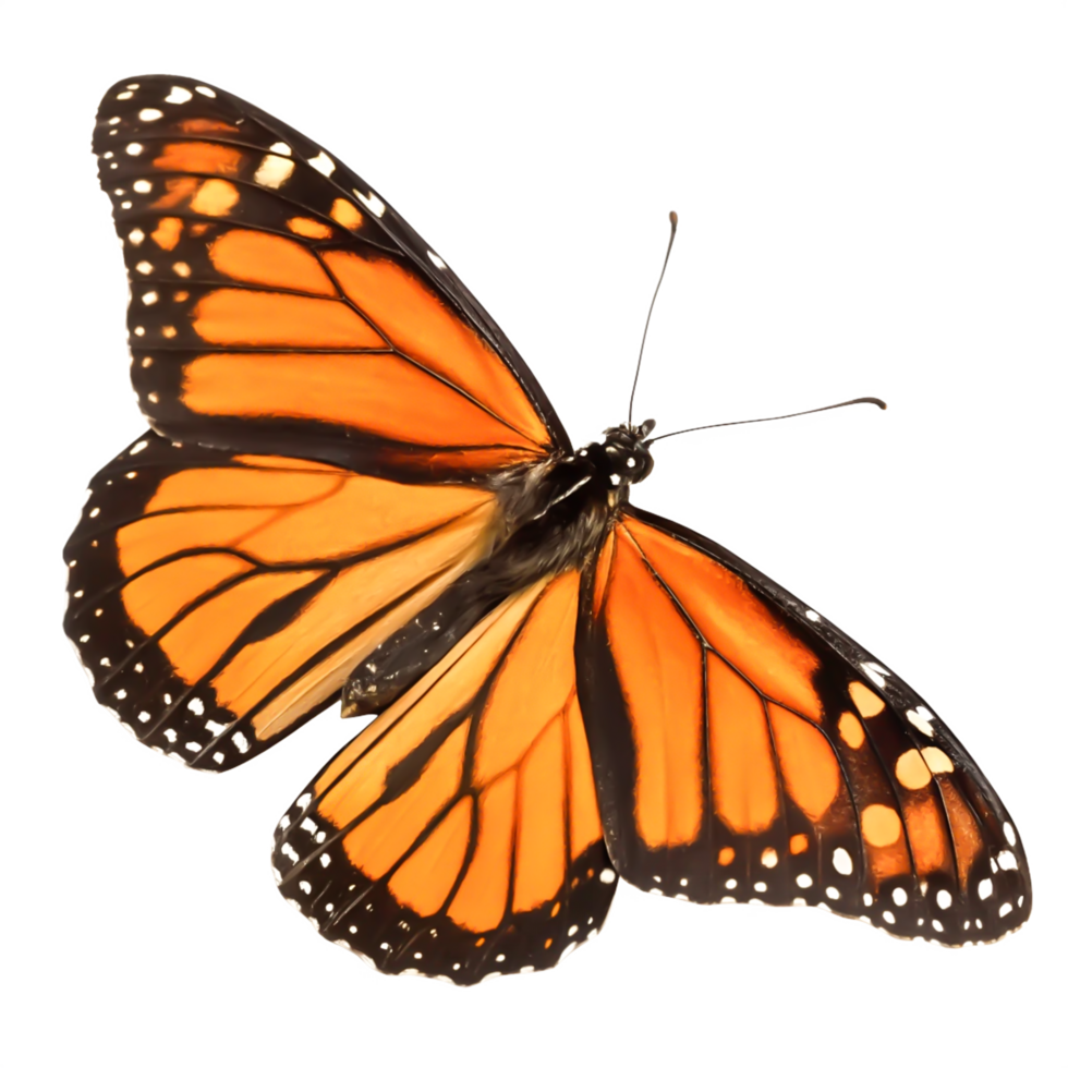 Stunning Monarch Butterfly Wings Isolated on White Background, Detailed Closeup png