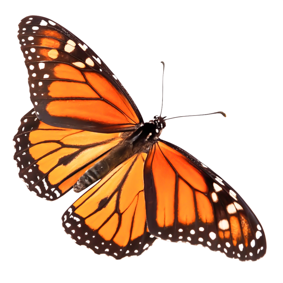 Stunning Monarch Butterfly Wings Isolated on White Background, High-Resolution Image png