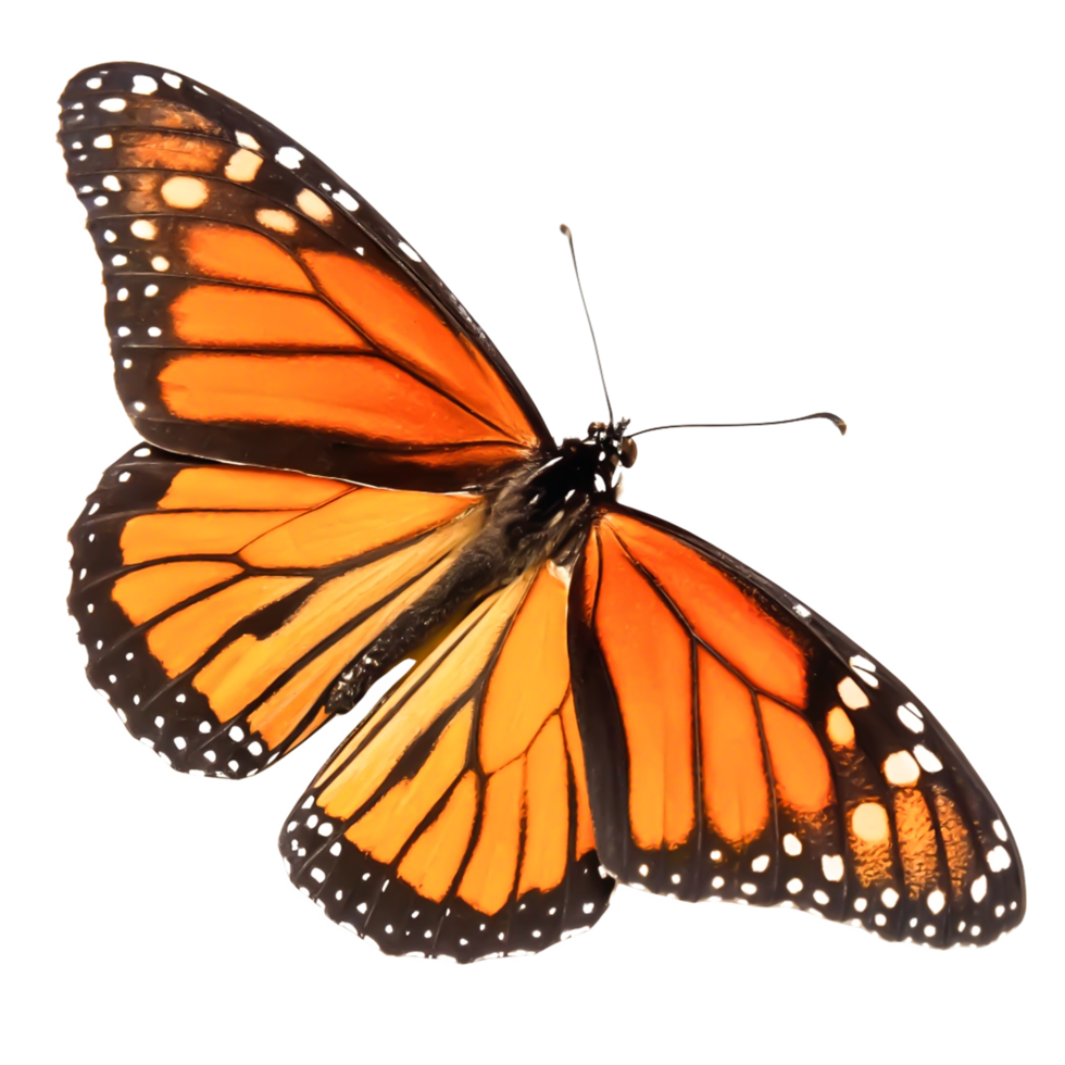 Stunning Monarch Butterfly Wings, Isolated on White Background, Detailed Close-up png