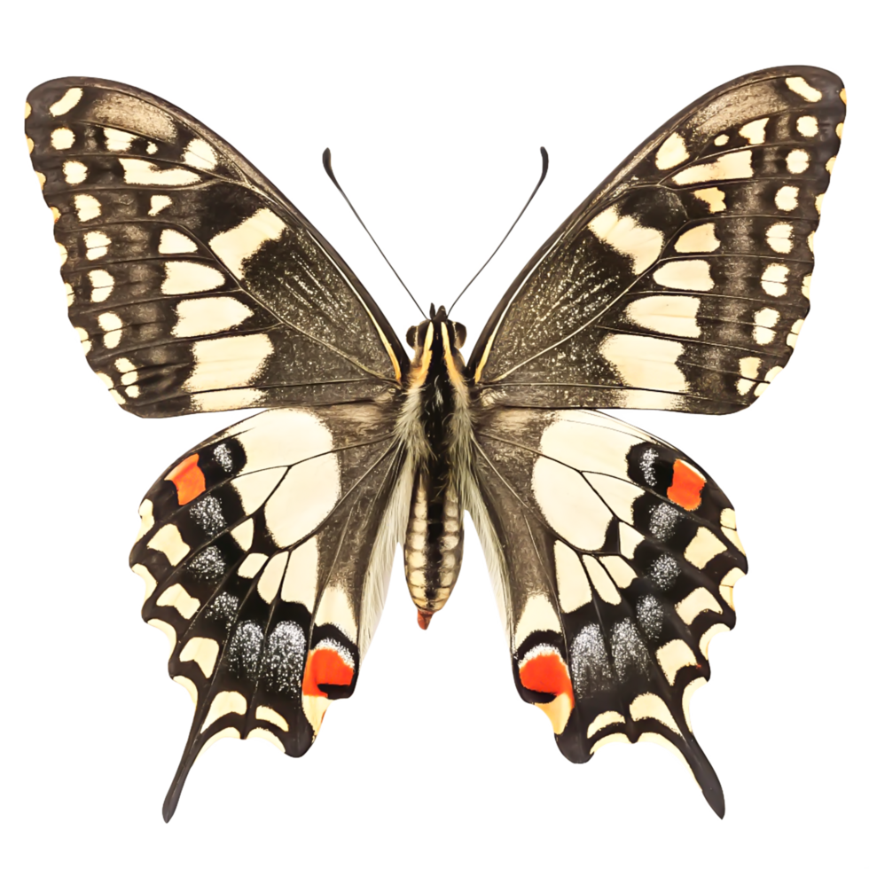 Stunning Old World Swallowtail Butterfly Closeup Detailed Wing Pattern Isolated on White png