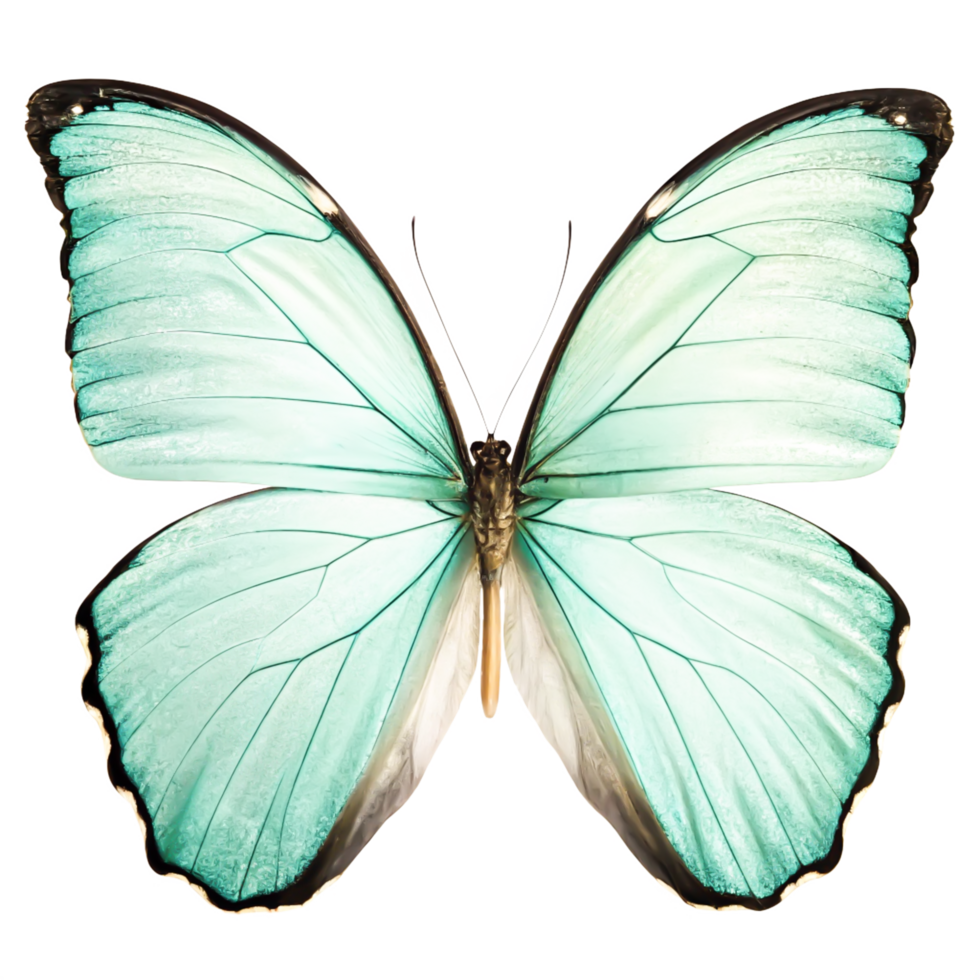 Stunning Turquoise Blue Morpho Butterfly Wings, Isolated on White Background png