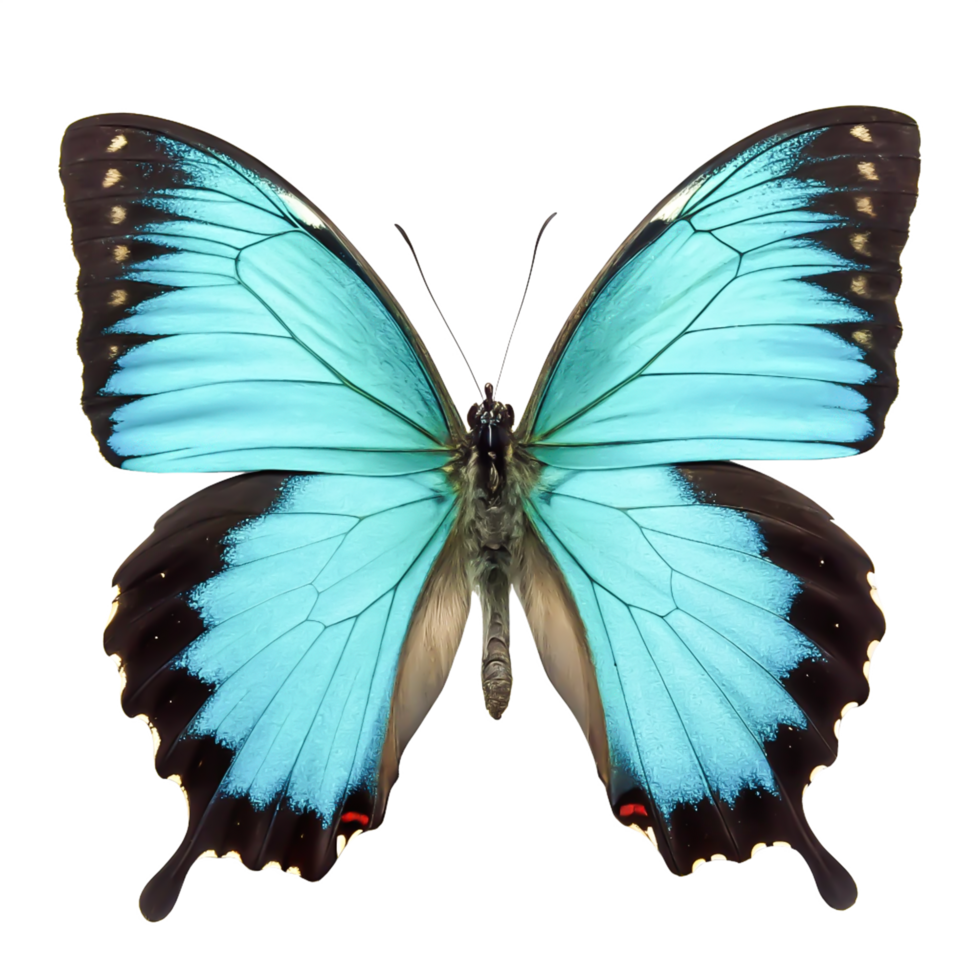 Stunning Turquoise Blue Butterfly Wings, Isolated on White Background, Detailed Macro Photography png