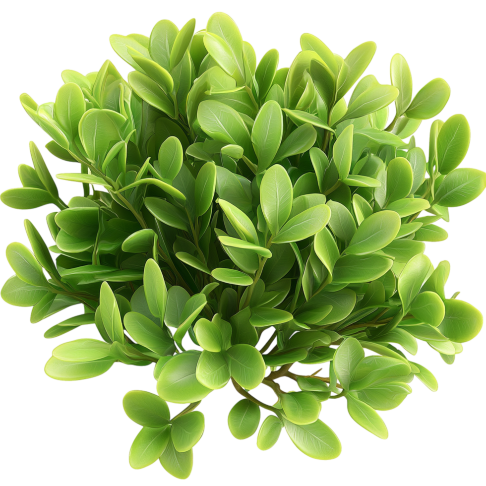 Lush green bush flourishing vibrantly dense foliage, exhibiting thick healthy leaves that enhance natural beauty in garden spaces. png