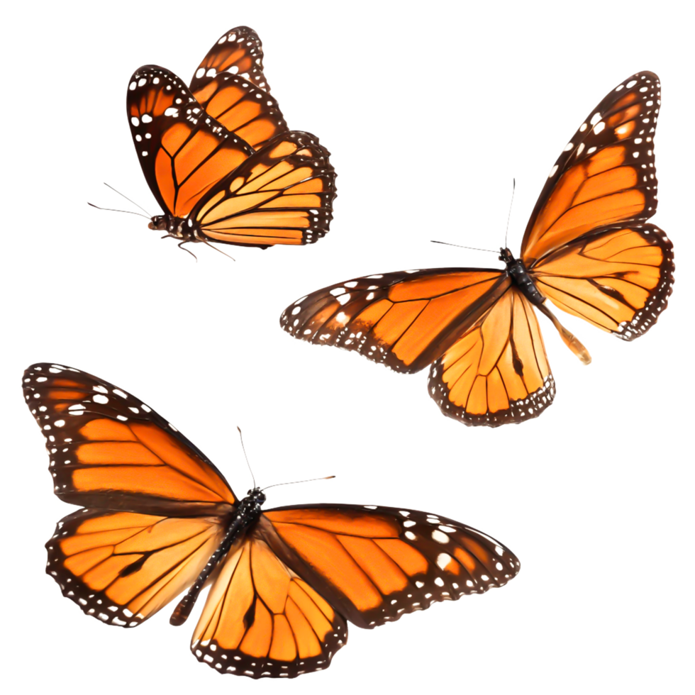 Three Monarch Butterflies in Flight, Isolated on White Background, Nature, Insect png