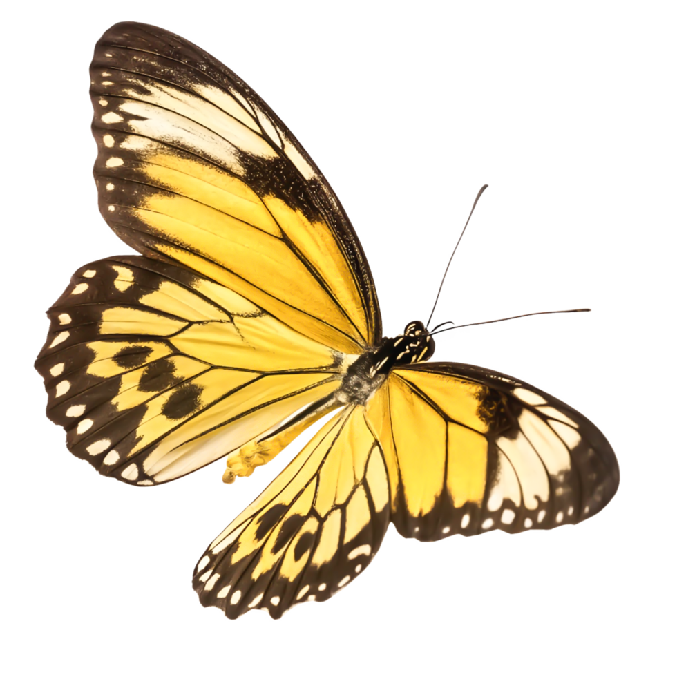 Stunning Yellow Butterfly with Brown Markings Isolated on White Background png
