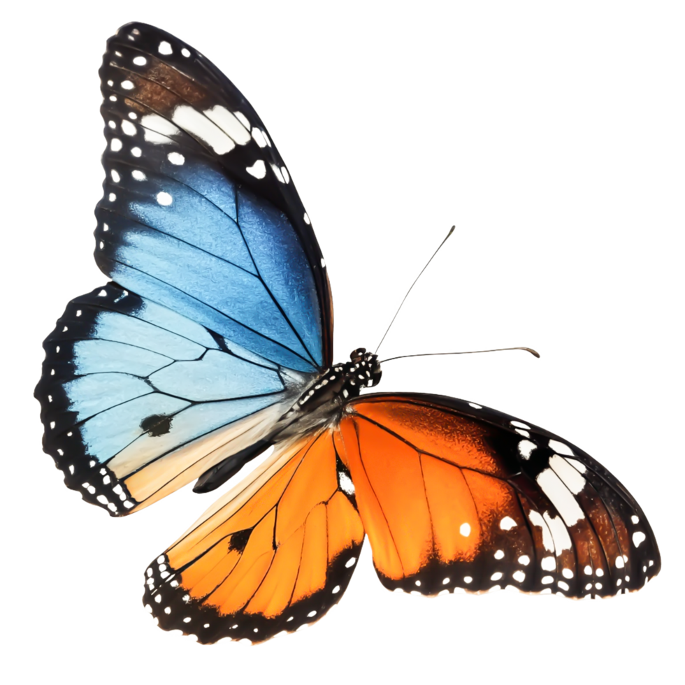 Stunning Blue and Orange Butterfly Wings Isolated png
