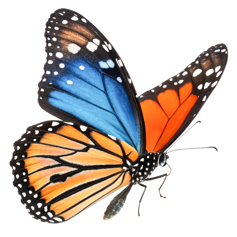 Stunning Blue and Orange Butterfly Wings Isolated on png