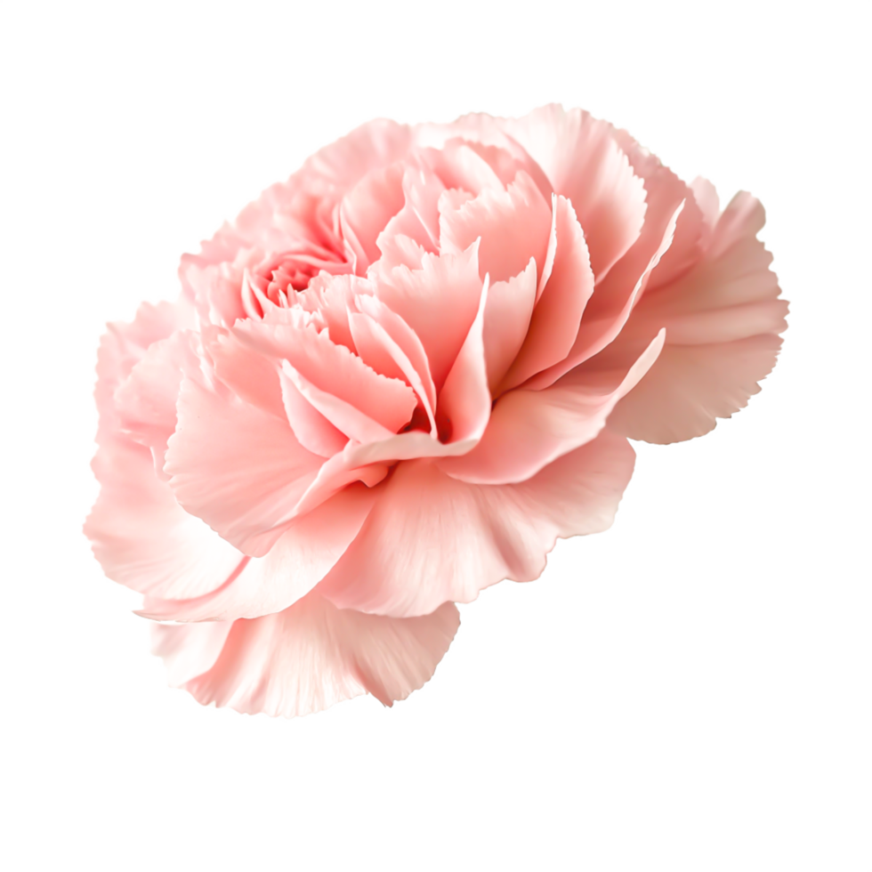 Delicate Pink Carnation Flower Close-up, Isolated on White Background png