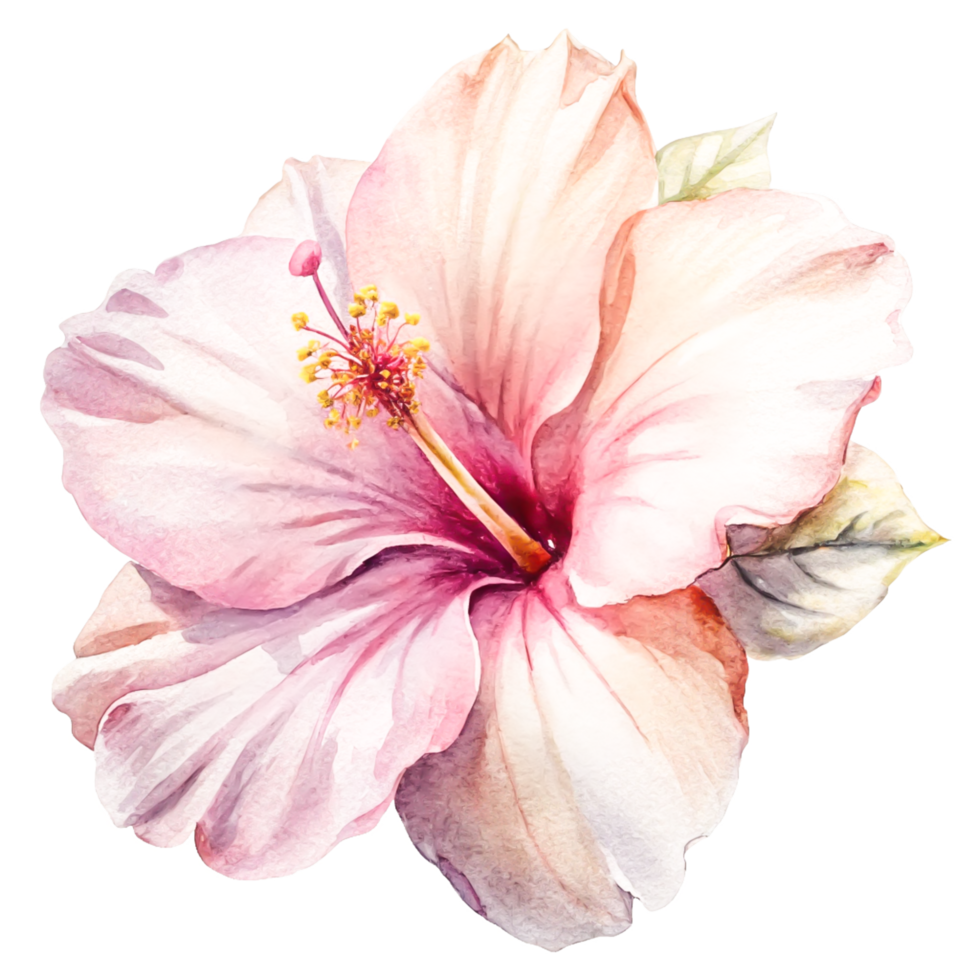 Delicate Watercolor Pink Hibiscus Flower Blossom Isolated on White Background png