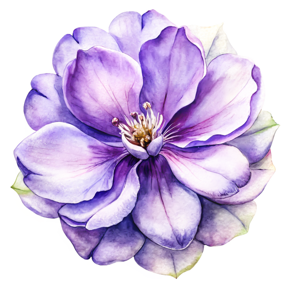 Exquisite Watercolor Purple Flower Blossom Botanical Illustration, Floral Art Print png