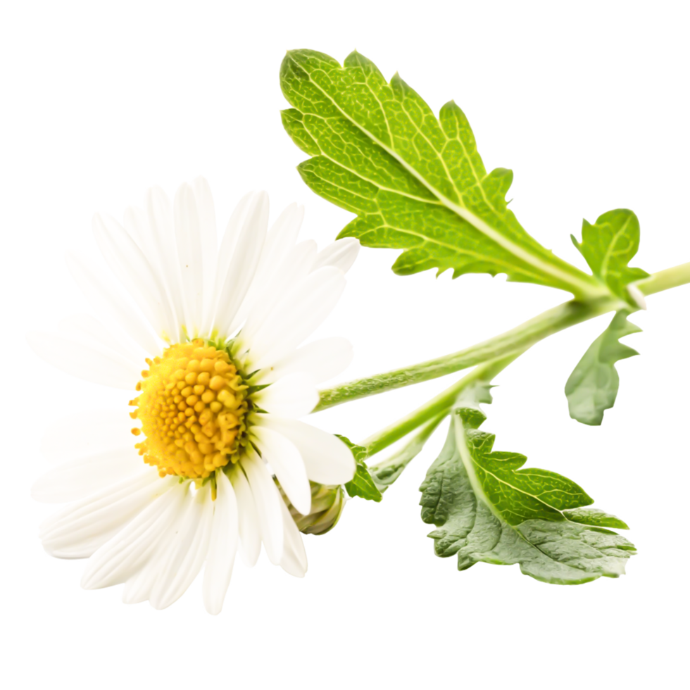 Single White Daisy Flower with Green Leaves Isolated on White Background png