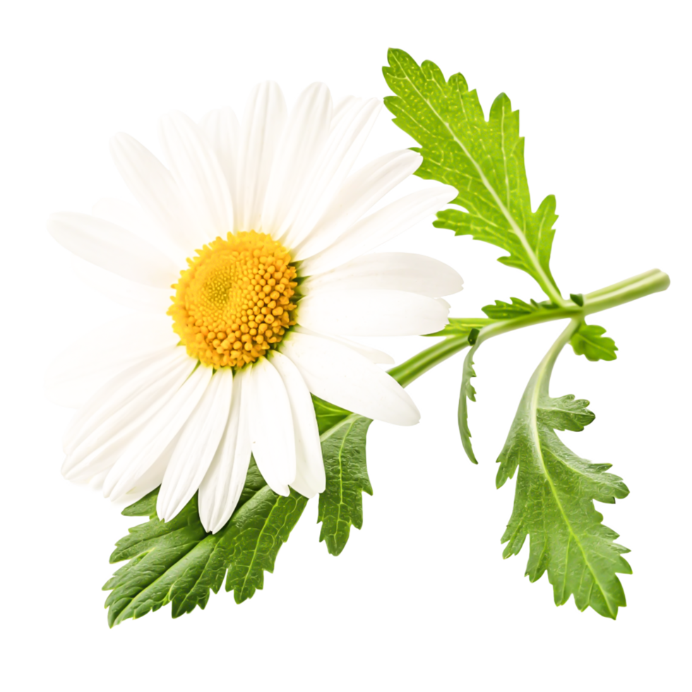 Single White Chamomile Flower with Green Leaves Isolated on White Background png