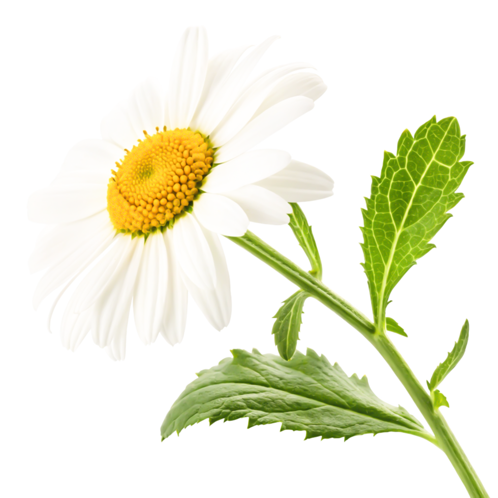 Stunning Close-up of a Single White Chamomile Flower with Green Leaves Isolated on White Background png