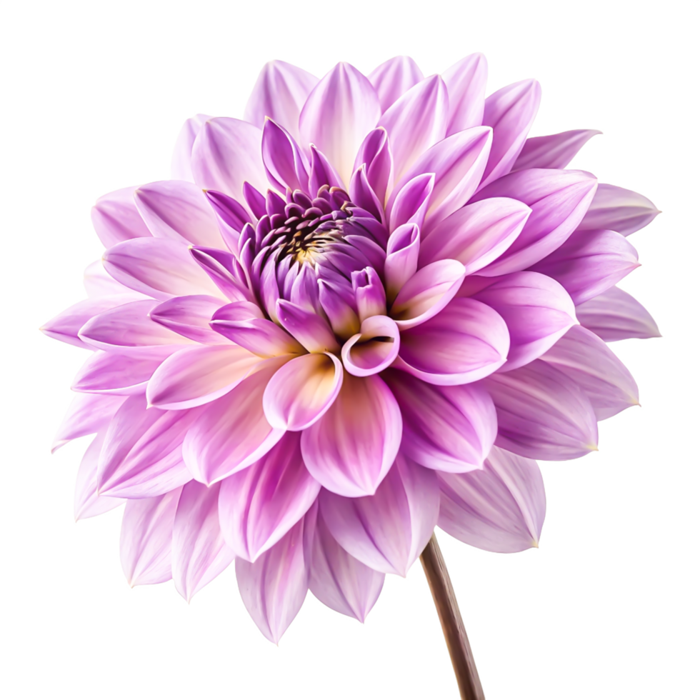 Stunning Lilac Dahlia Flower Isolated on White Background Botanical Photography png
