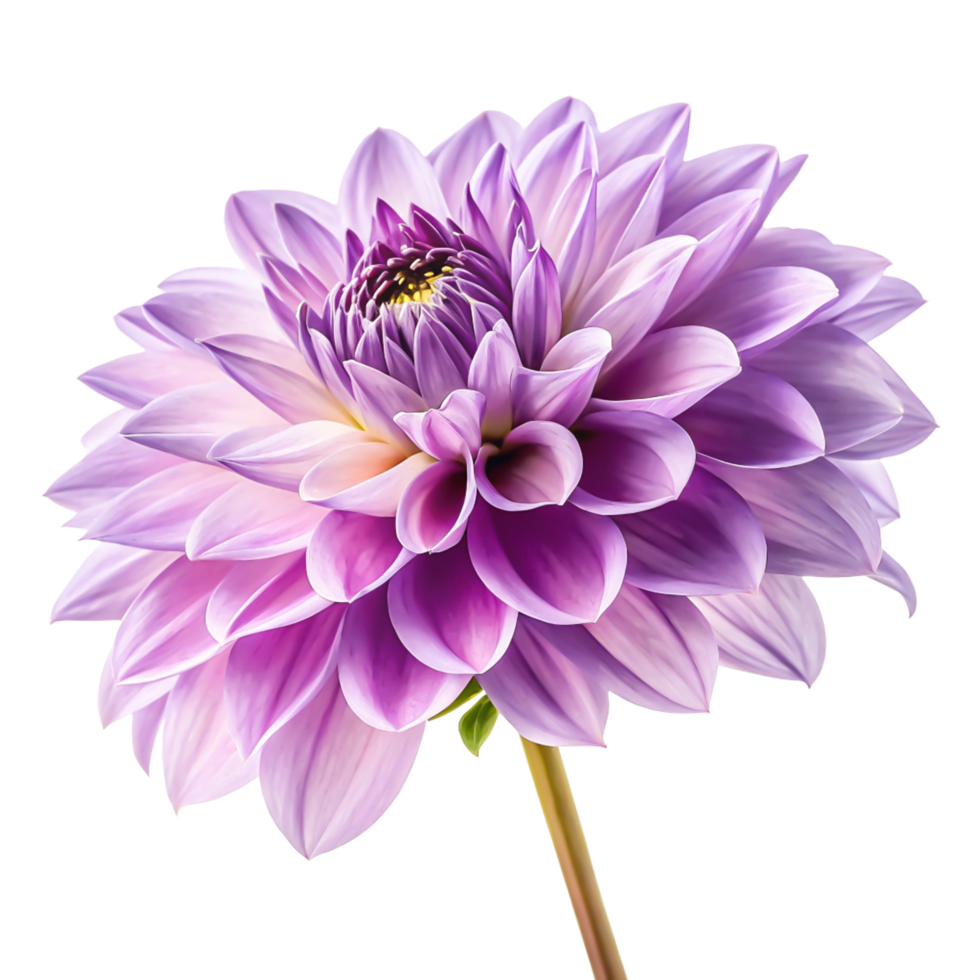 Stunning Lilac Dahlia Flower Blossom Isolated on White Background png