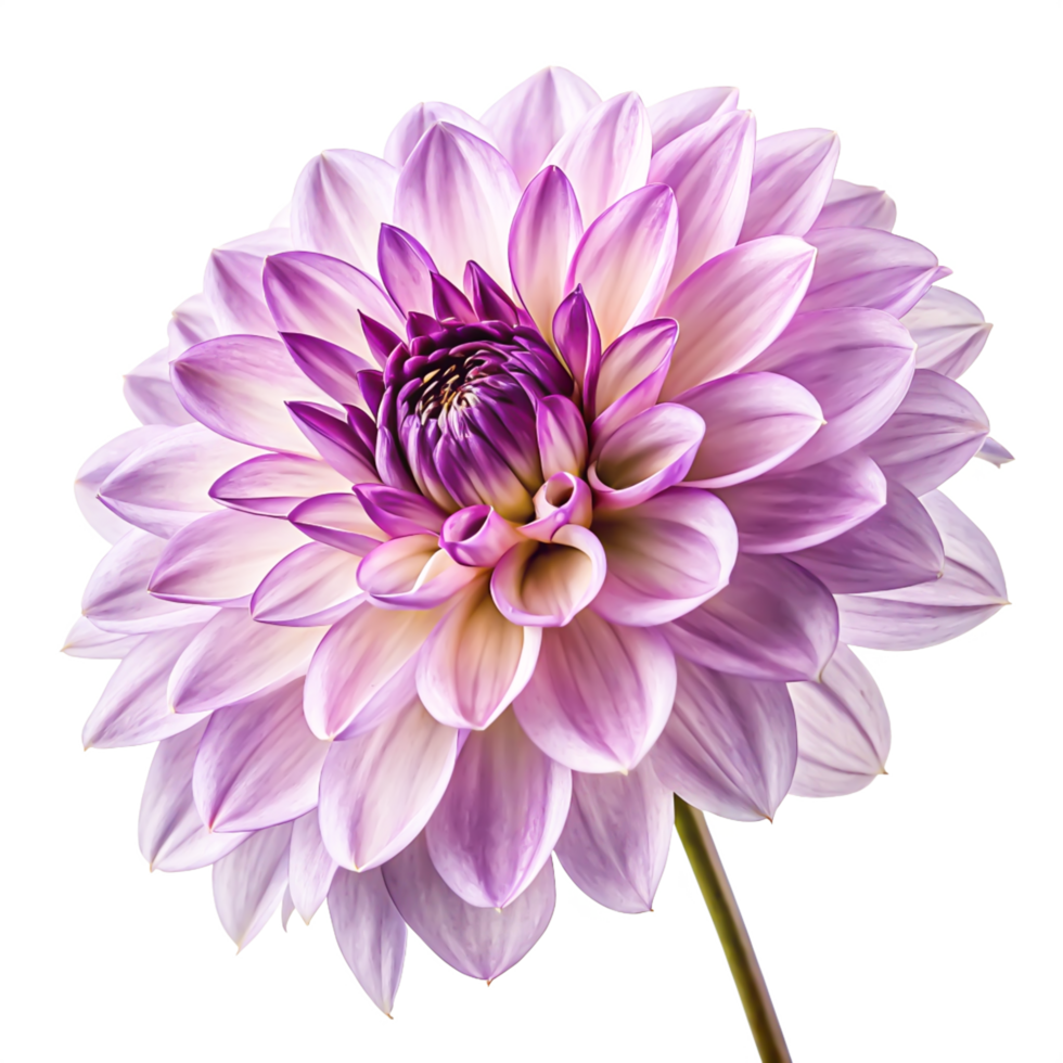 Stunning Lilac Dahlia Flower Bloom Isolated on White Background png