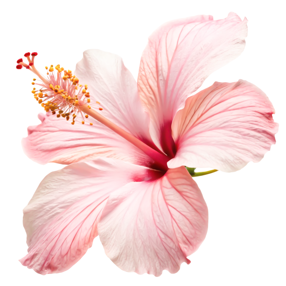 Stunning Pink Hibiscus Flower Blossom, Isolated on White Background, Close-up png
