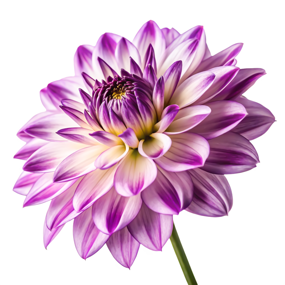 Stunning Purple and White Dahlia Flower Close-up Isolated on White Background png