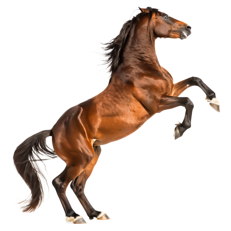 Majestic Brown Horse Rearing Up, Isolated on White Background, Dynamic Pose png