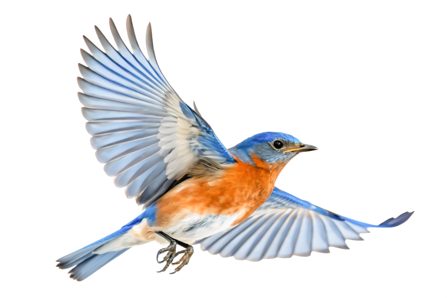 Stunning Eastern Bluebird in Flight, Detailed Avian Illustration, Nature Artwork png