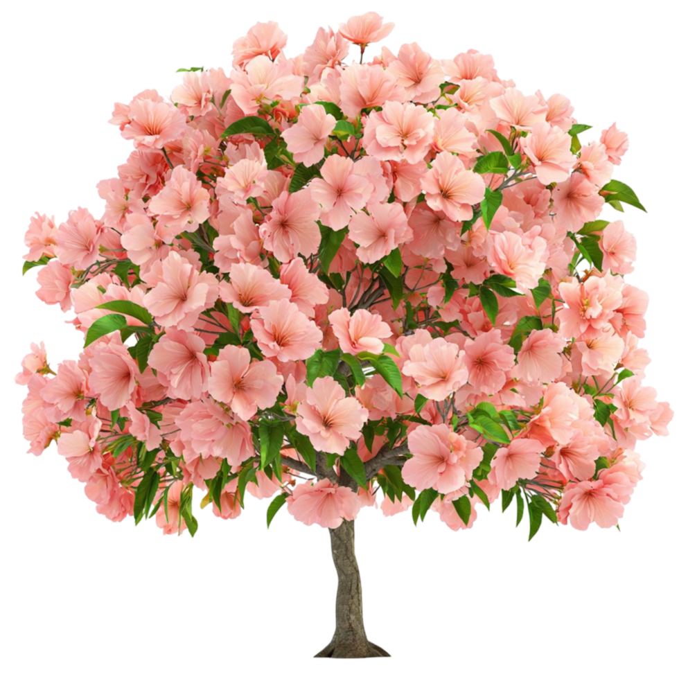 Lush pink cherry blossom tree delicate flowers in full bloom png