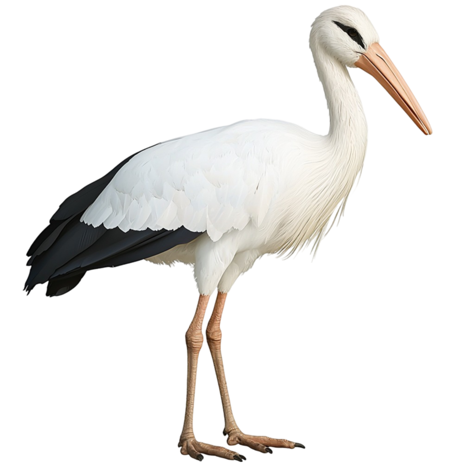 Tall elegant white stork sting proudly long thin legs a graceful curved neck png